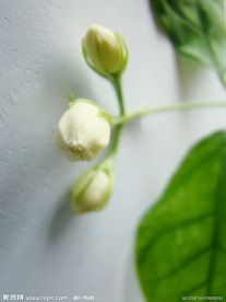 清香茉莉