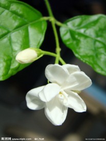 清香茉莉