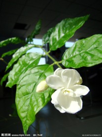 清香茉莉