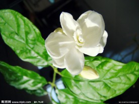 清香茉莉