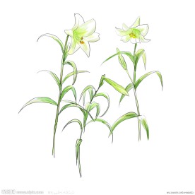 百合花psd