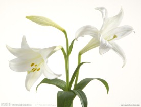 百合花