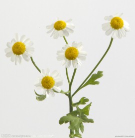 野菊花