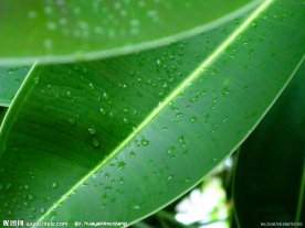绿色植物