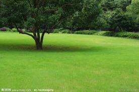 草地和树