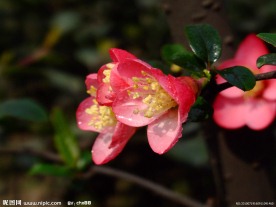 红樱花