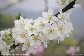 李花
