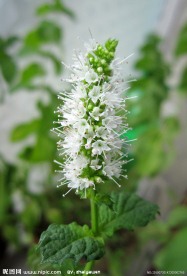 薄荷开花图片