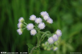 淡紫色小花