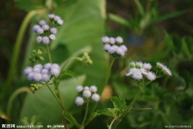 花花