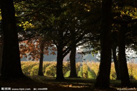 田园风景 树荫 葡萄园