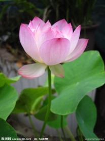碗莲