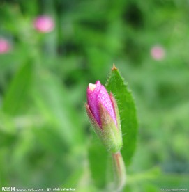 紫色小花蕾