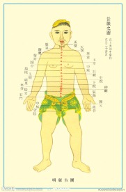 穴位图