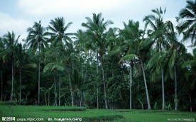 海岛椰树
