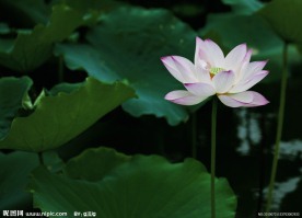 荷花 荷叶