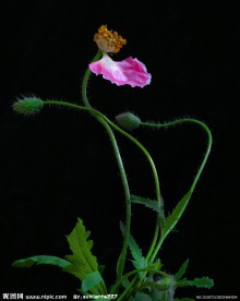 粉色罂粟花