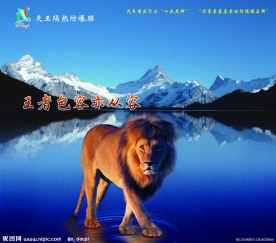 狮子 冰山 霸气