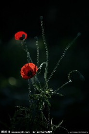 红罂粟花