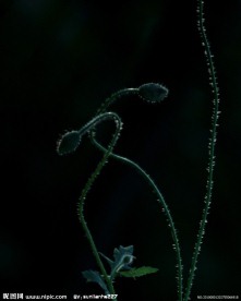 红色罂粟花
