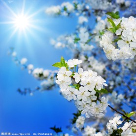 阳光下花朵图片