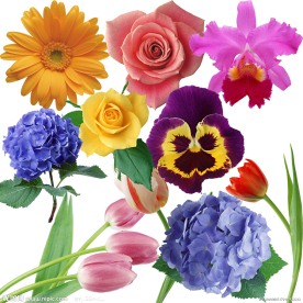 扣好的百花图2