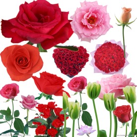 百花图