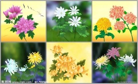 菊花