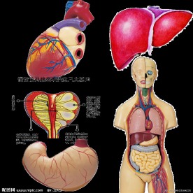 人体内脏
