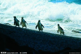 澳洲菲利浦岛企鹅岛 A