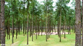 松树林