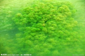 水草 丰茂的水草