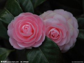 花卉特写