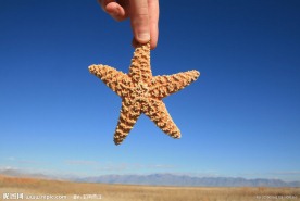 手拿的海星