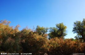 额济纳风光