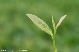 广西龙井茶茶叶