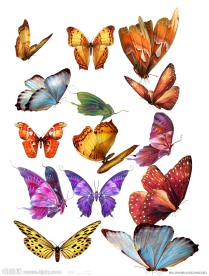 漂亮的蝴蝶psd素材 18张透明png蝴蝶高清素材