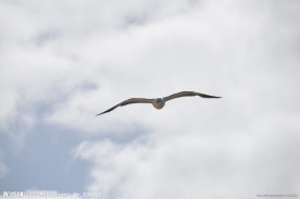 海鸥图片