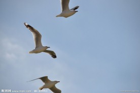 飞翔的海鸥
