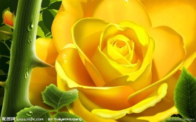 黄玫瑰