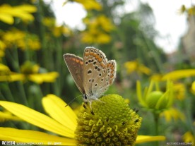 蝴蝶鲜花