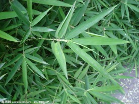 植物竹子