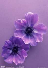 紫色花朵摄影