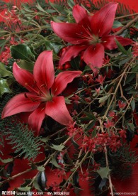 红百合花