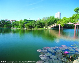珠海 荷花 桥 树 小船 小溪