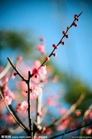 花卉特写