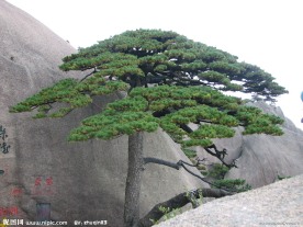 黄山 松 迎客松 山 石