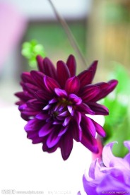 花艺欣赏