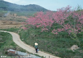 田间小路