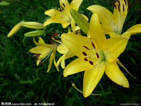 百合花